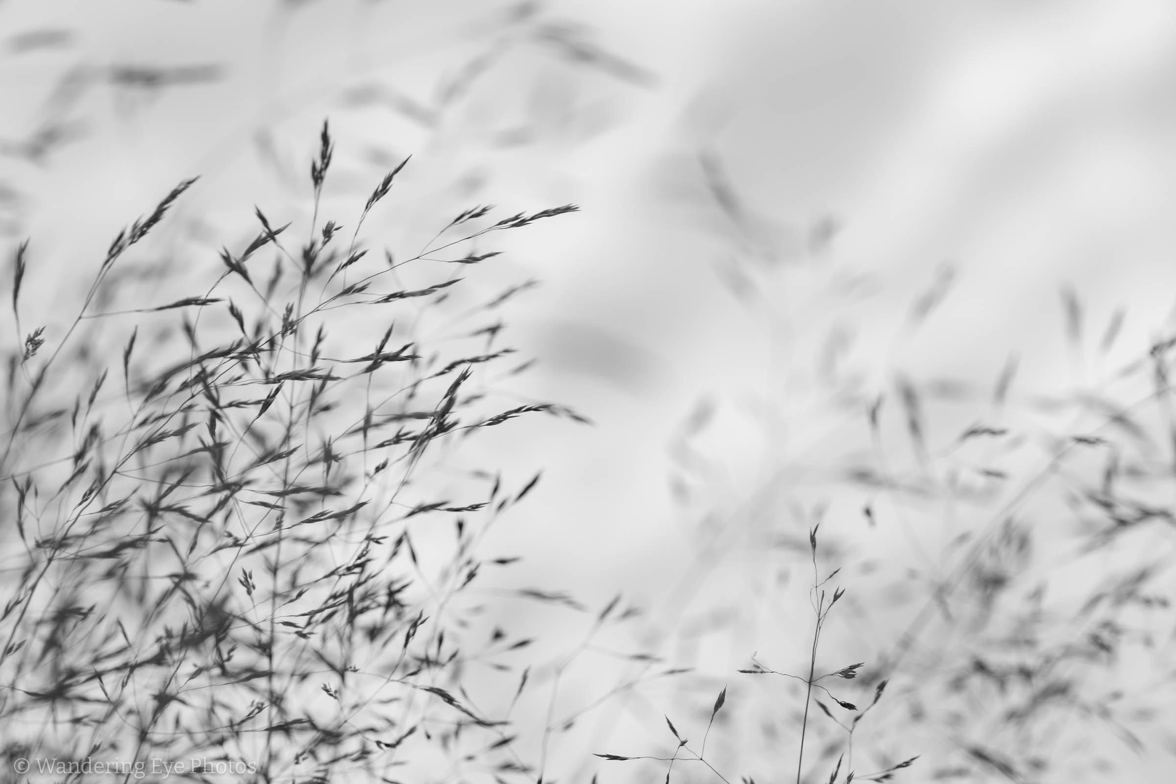 Monochrome